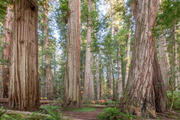 Redwood Inn image 11